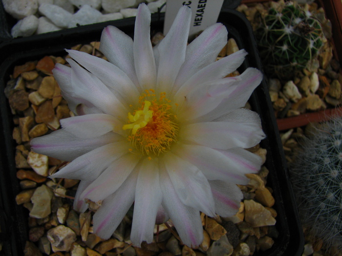 hexadrophorus (3) - Thelocactus