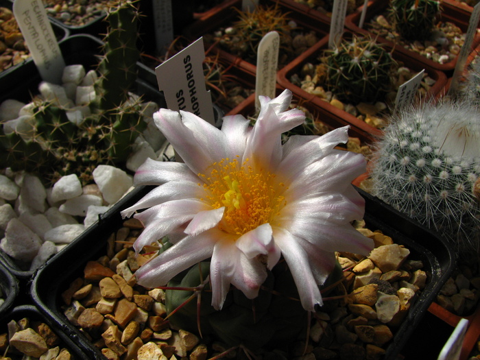 hexadrophorus (4) - Thelocactus