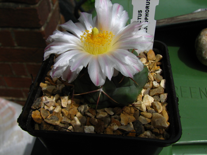 hexadrophorus - Thelocactus