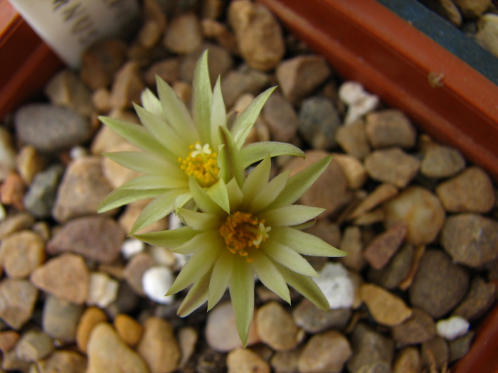 krainzianus (3) - Turbinicarpus