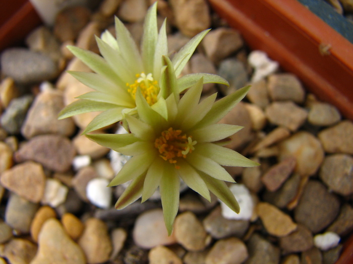 krainzianus (4) - Turbinicarpus