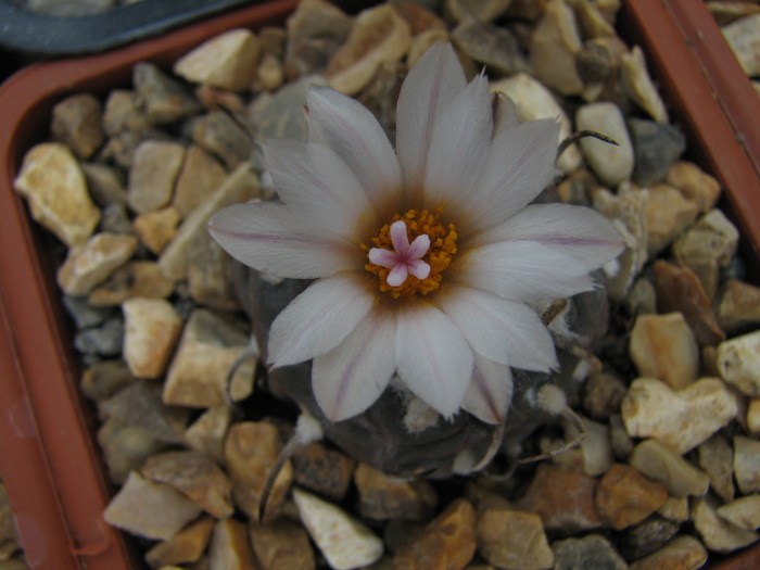 polaskii (2) - Turbinicarpus