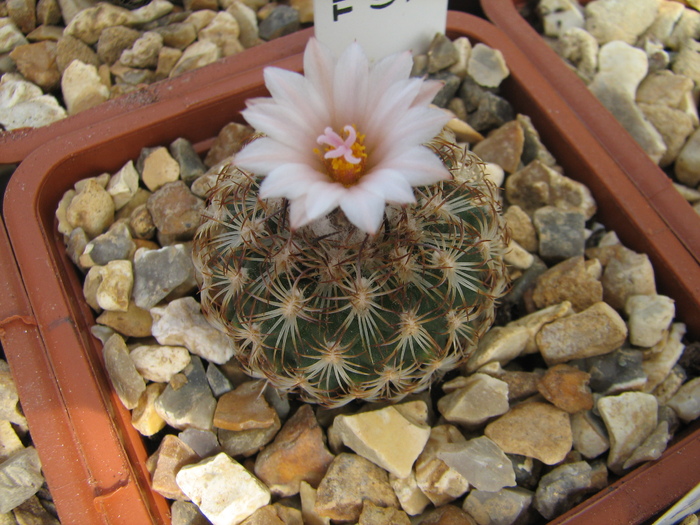 ysabelae (1) - Turbinicarpus