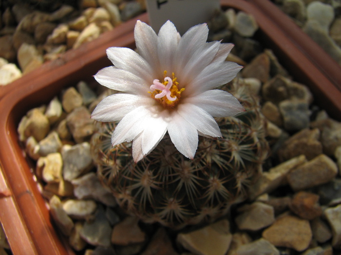 ysabelae (2) - Turbinicarpus