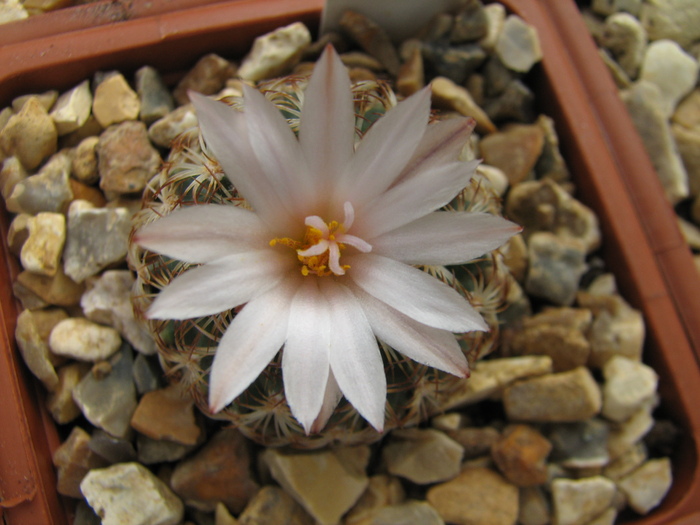 ysabelae - Turbinicarpus