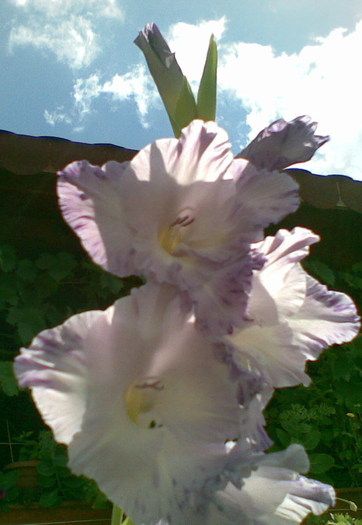 albastra ca cerul - gladiole