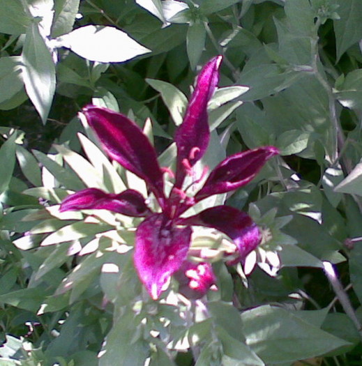 crin deosebit,grena - CRIN-hemerocallis