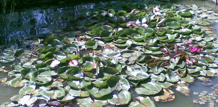 balta cu nuferi - flori de gradina 2010