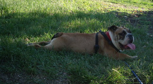 Buldog Englez Tita - animalele familiei