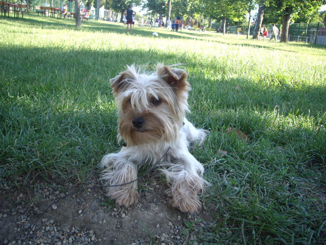 York Izy - animalele familiei