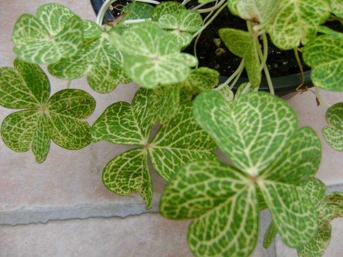 Oxalis Corymbosa aureo reticulata