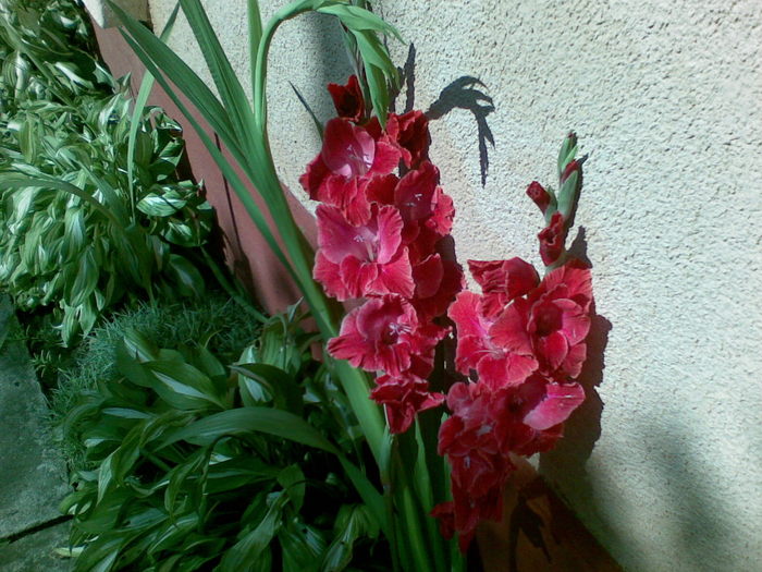 10072010(012) - gladiole