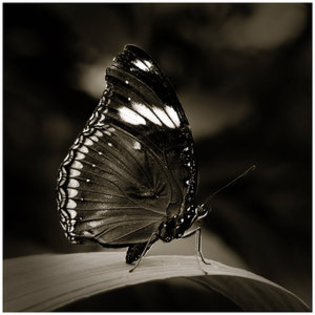 Butterfly_V_by_GreenEyedHarpy