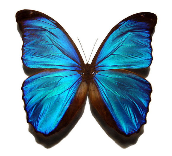 663px-Blue_morpho_butterfly - fluturi