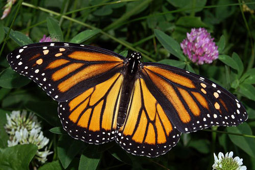 monarch-butterfly-female - fluturi