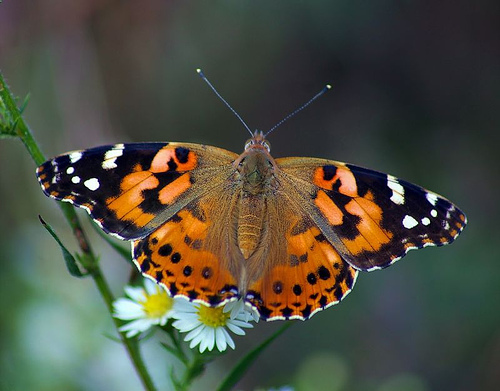 painted-lady-butterfly