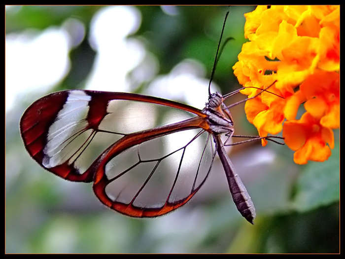 transparent-butterfly2a - fluturi