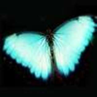 Butterfly-Avatars_301 - poze fluturashi