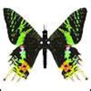 Butterfly-Avatars_43 - poze fluturashi