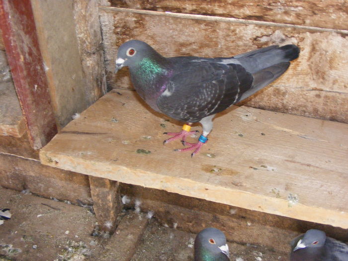 DSCF0018 - Porumbeii pe care i-am avut 2009-2011