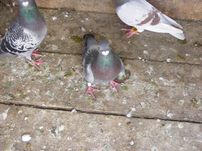 DSCF0019 - Porumbeii pe care i-am avut 2009-2011