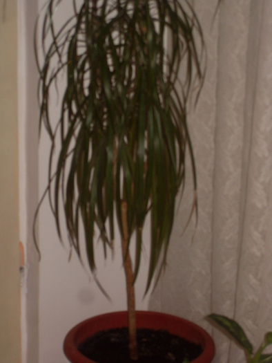 dracena inaltaaaaaaaaaaaa