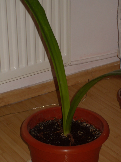 amaryllis porocaliu - FLORILE  mele 2010