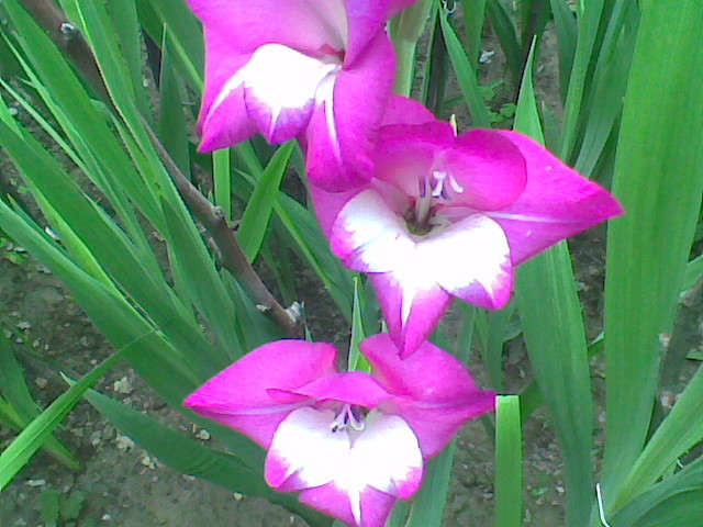 Imag015 - GLADIOLE 2010