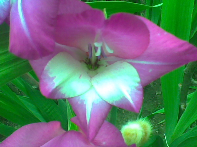 Imag017 - GLADIOLE 2010