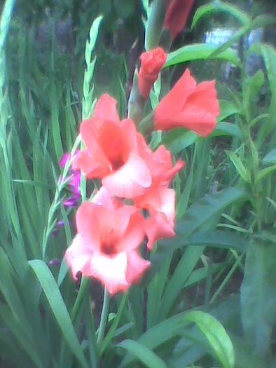 Imag0019 - GLADIOLE 2010