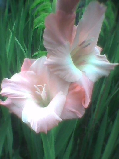 Imag0033 - GLADIOLE 2010