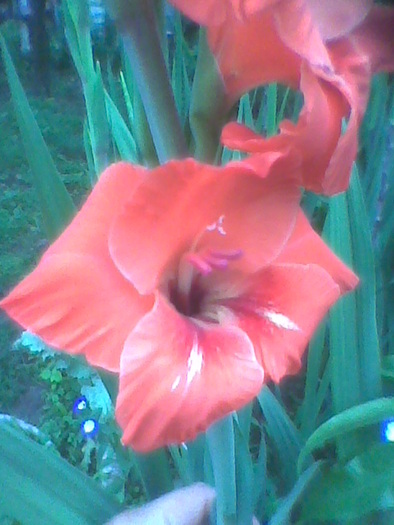 Imag0035 - GLADIOLE 2010