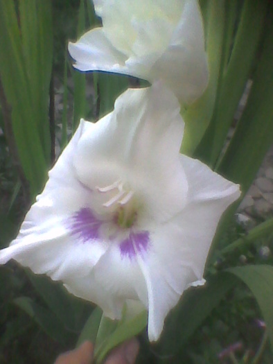 Imag0043 - GLADIOLE 2010