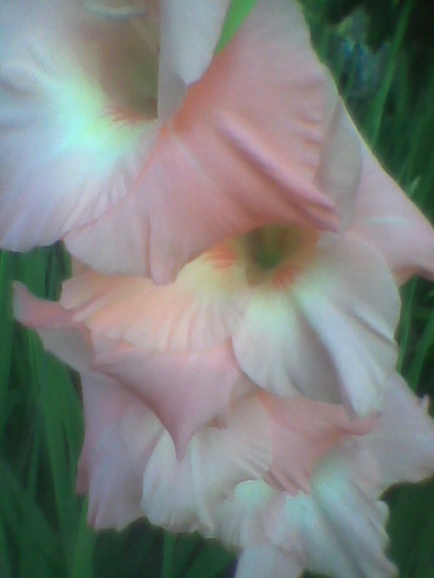 Imag0046 - GLADIOLE 2010