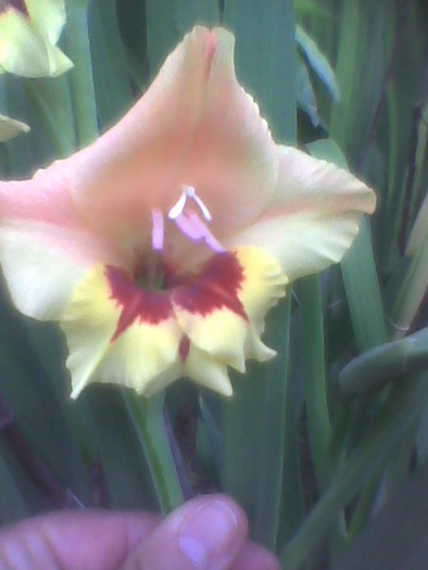 Image0005 - GLADIOLE 2010