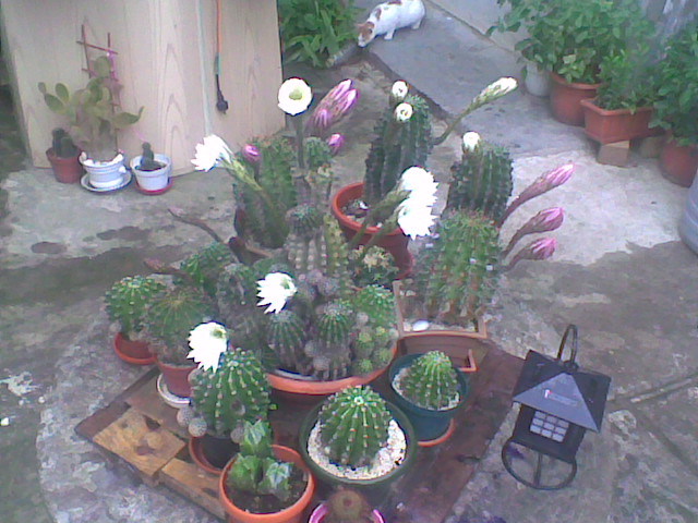 Imag002 - CACTUSI 2010