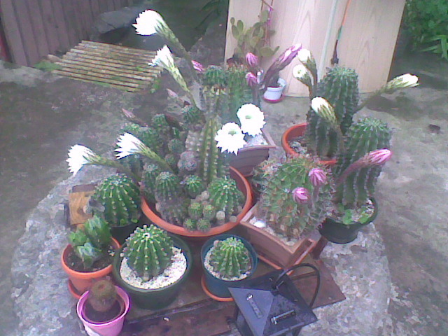 Imag005 - CACTUSI 2010