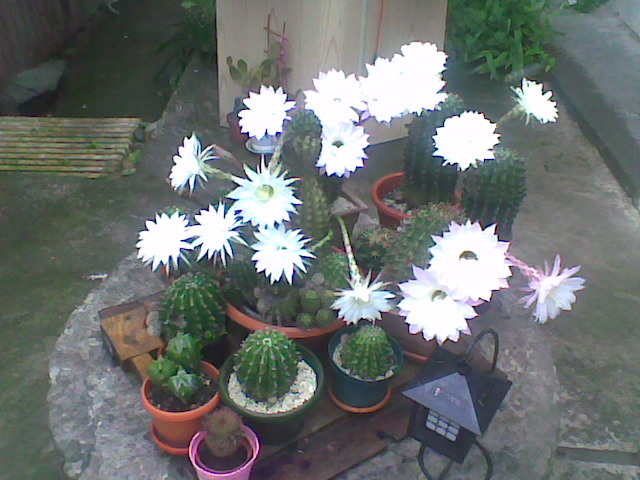 Imag008 - CACTUSI 2010