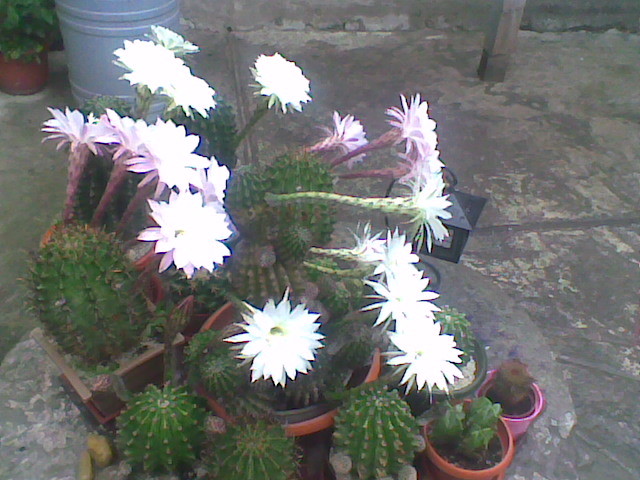 Imag010 - CACTUSI 2010