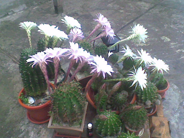 Imag011 - CACTUSI 2010