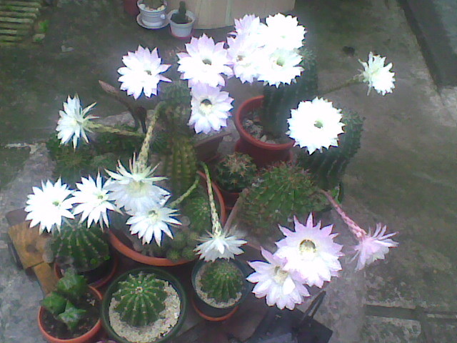 Imag015 - CACTUSI 2010