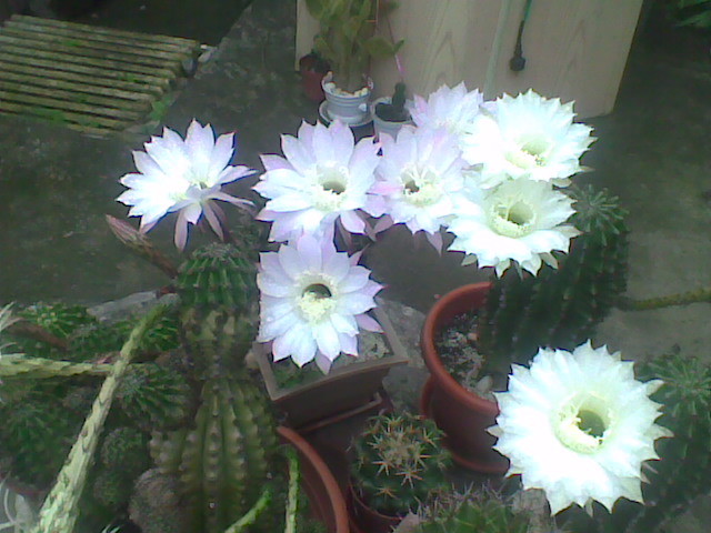 Imag016 - CACTUSI 2010