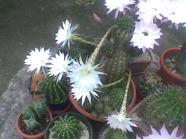 Imag017 - CACTUSI 2010