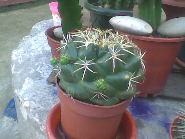 Imag021 - CACTUSI 2010