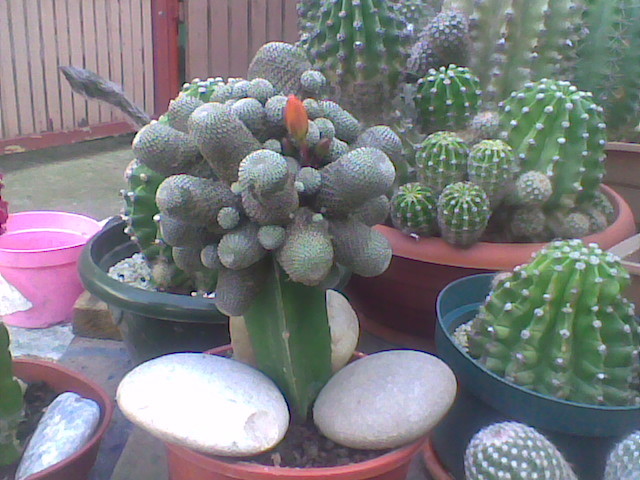 Imag022 - CACTUSI 2010