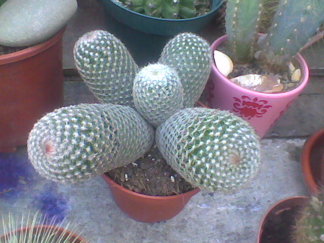 Imag024 - CACTUSI 2010