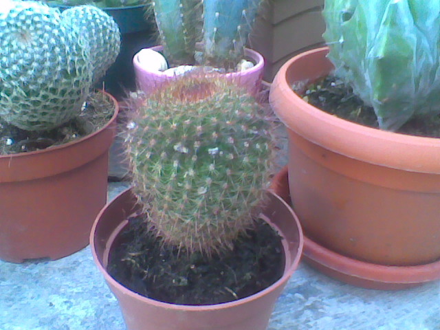 Imag025 - CACTUSI 2010