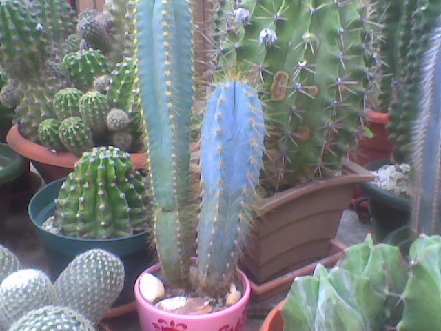 Imag027 - CACTUSI 2010