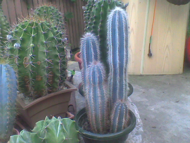 Imag028 - CACTUSI 2010