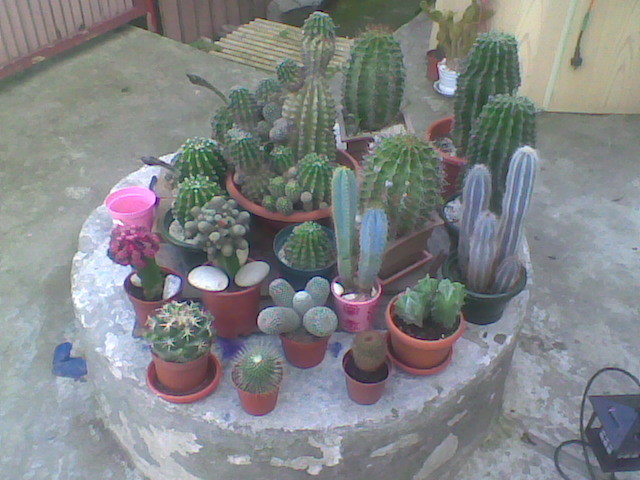 Imag029 - CACTUSI 2010